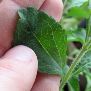 stevia-leaf
