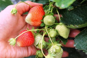 ripe_strawberry